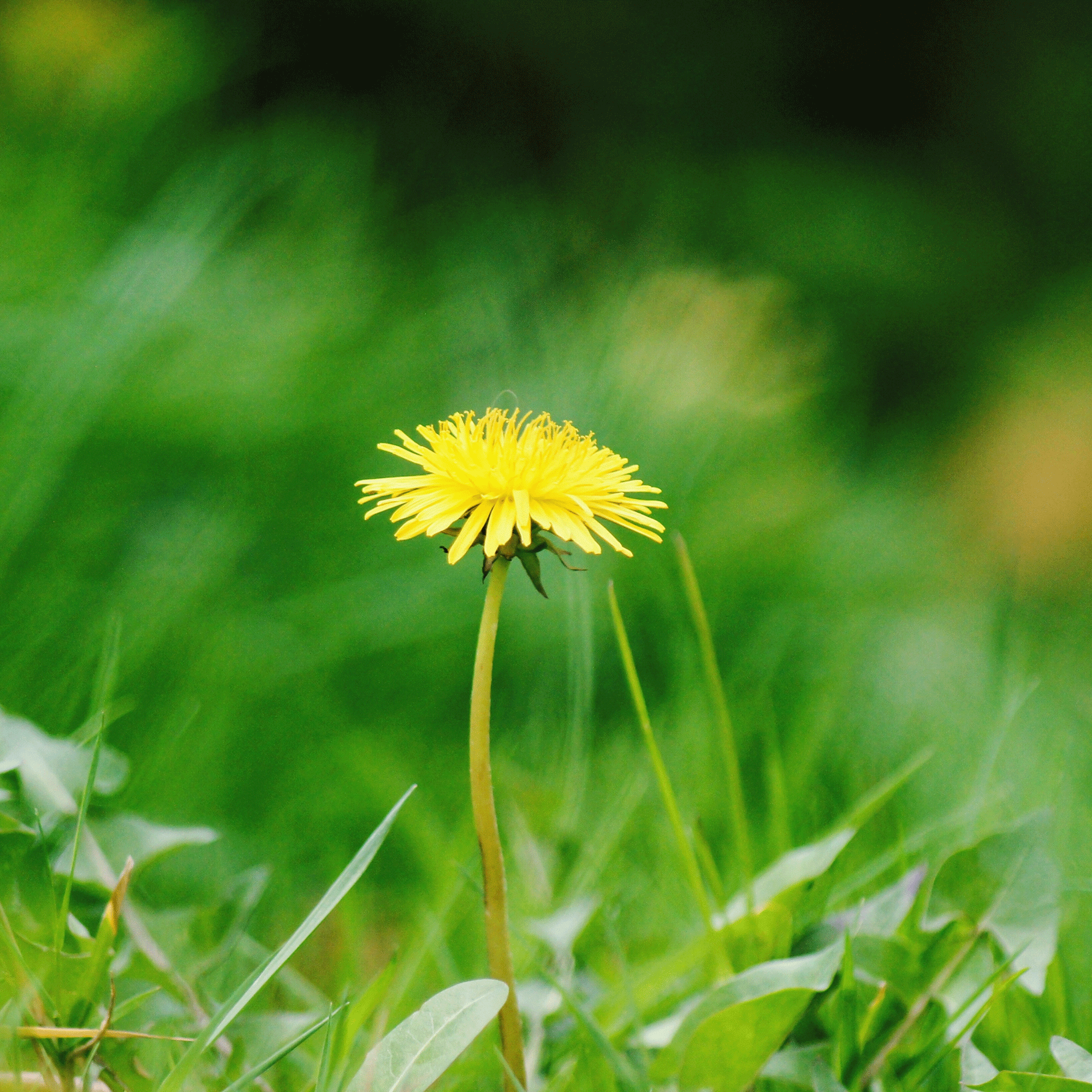 dandelion flower in a lawn