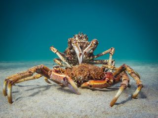 Cannibal Crab, underwater photography