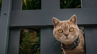Is your cat weird? Online cat psychopath test will give you the answer