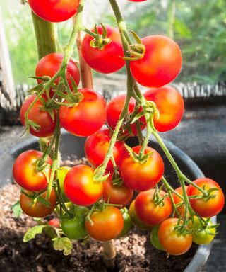 Gardeners Delight tomatoes grown indoors in large pot