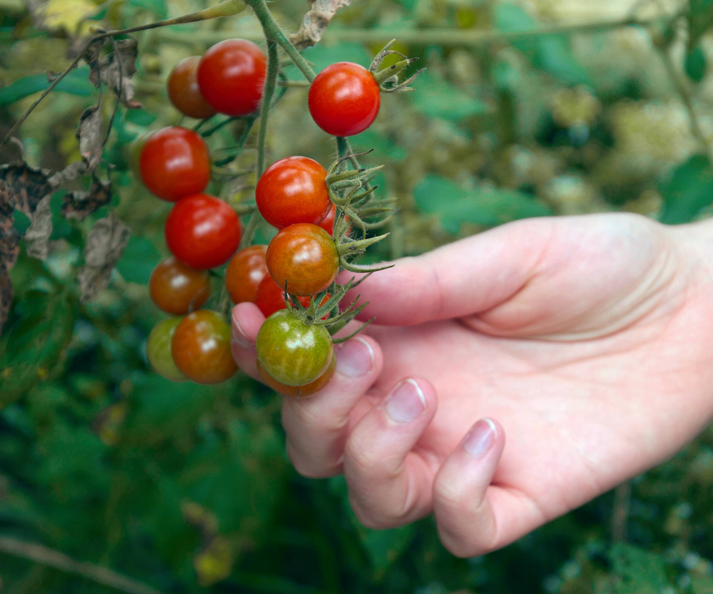 A hand picking cherry tomatoes on the vine