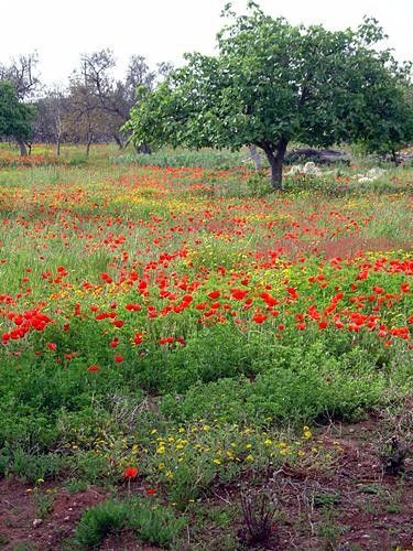 A closer view of that beautiful field of poppies in south Italy.