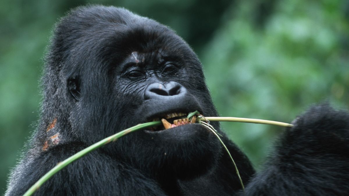 Wild gorillas in Gabon eat plants with antibacterial abilities against drug-resistant E. coli