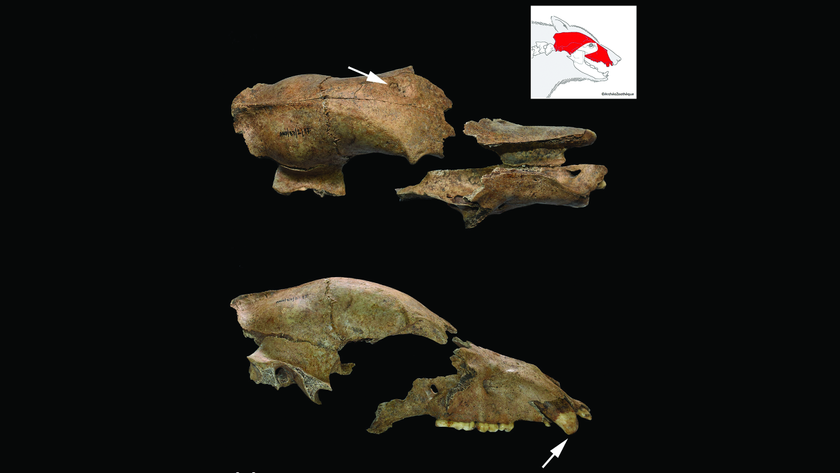 two views of a bear skull with arrows indicating injuries