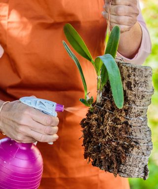 Misting mounted orchid roots and growing medium