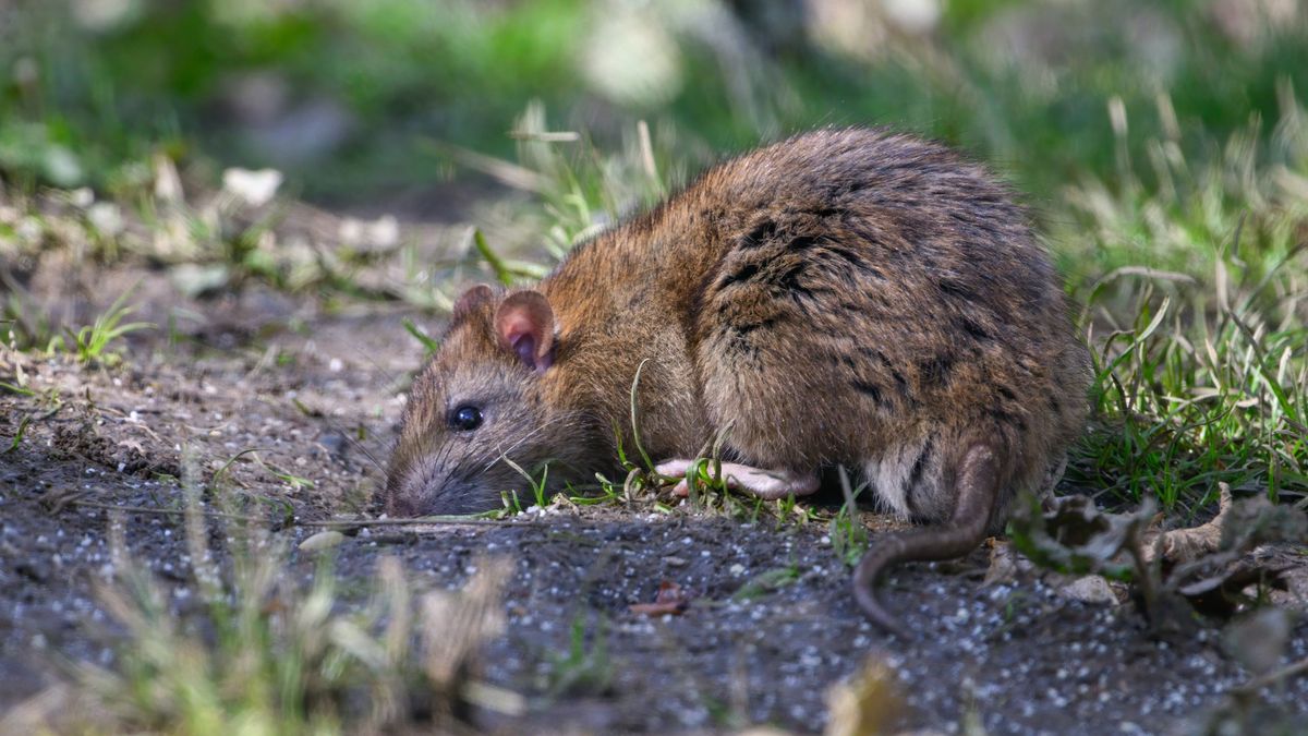 A war of the rats was raging in North America decades before the ...