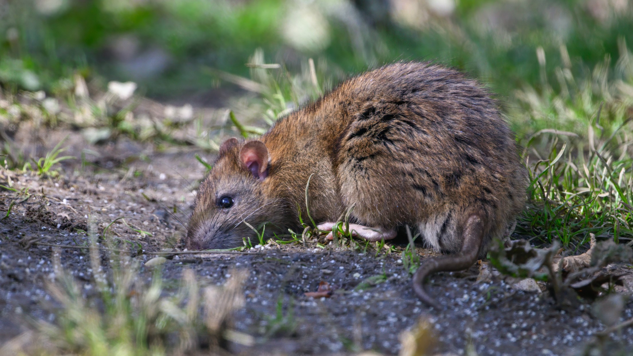 A brown rat rooting around in a domestic garden.