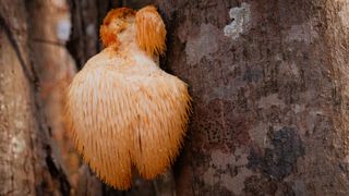 lions mane growing on a tree