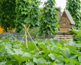 bug hotel in a vegetable garden with some crops protected by nets