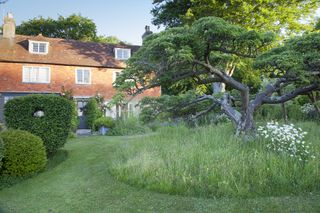 tree surrounded by wild grasses next to mowed lawn and brick house in background