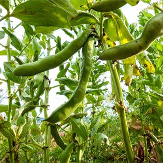Bush beans growing in vegetable garden - stock photo