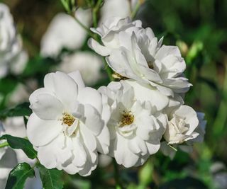 White flowers of the drought-tolerant 'Iceberg' rose