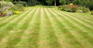 backyard with striped cut grass to highlight a common lawn care mistake of only mowing in one direction