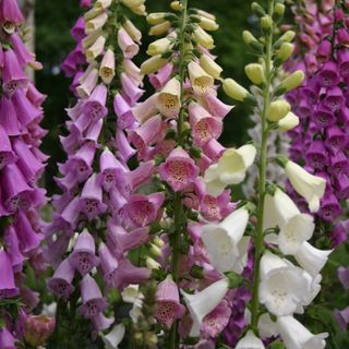 Foxgloves in multiple colors in closeup