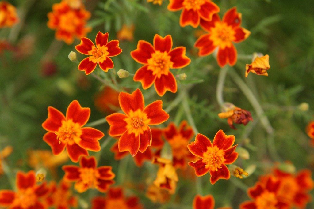 Red-Orange Signet Marigold Flowers