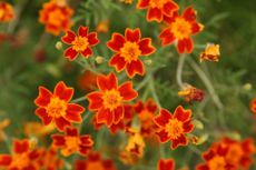 Red-Orange Signet Marigold Flowers