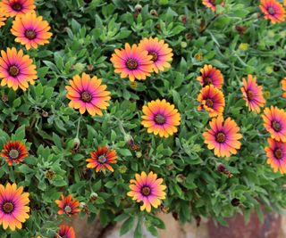 osteospermum Purple Sun in full bloom in hanging basket