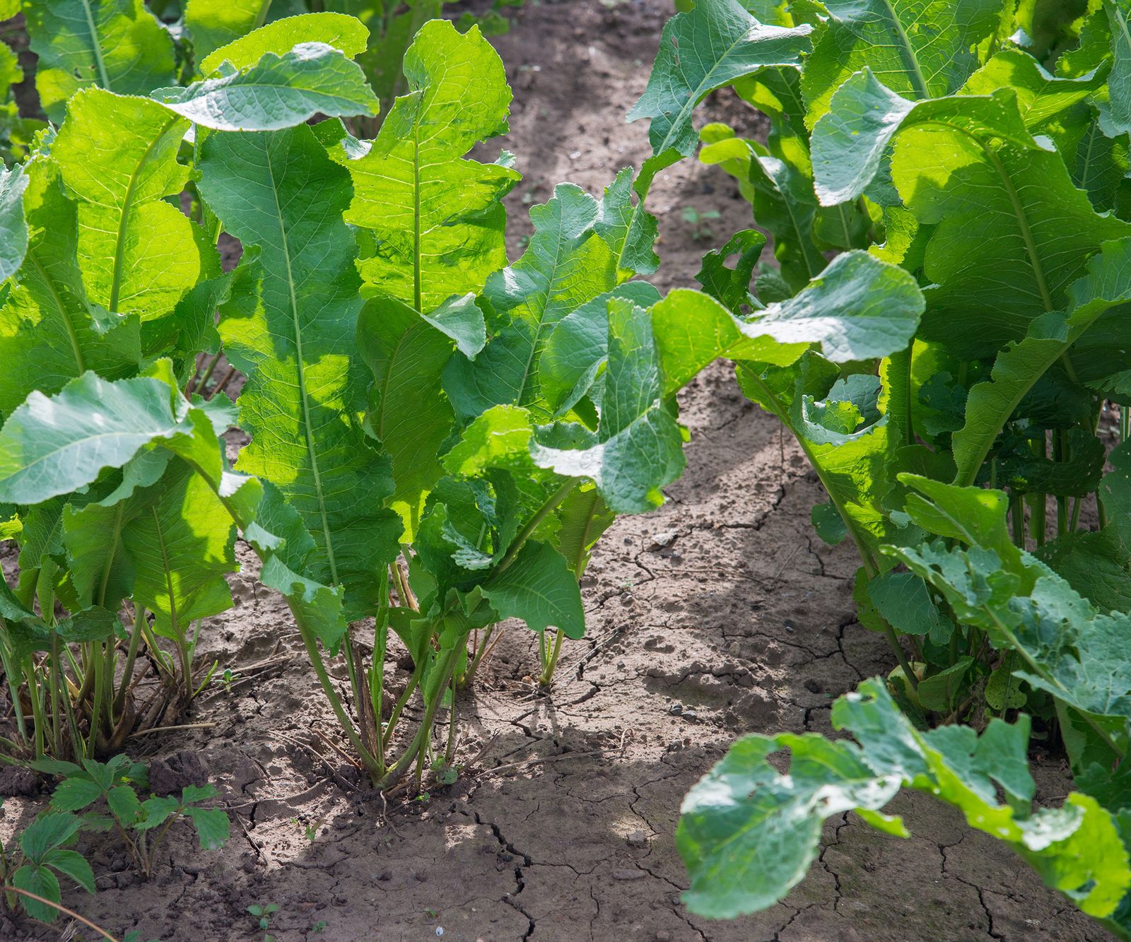 How To Grow Horseradish Expert Tips On This Spicy Root Photo Inspiration