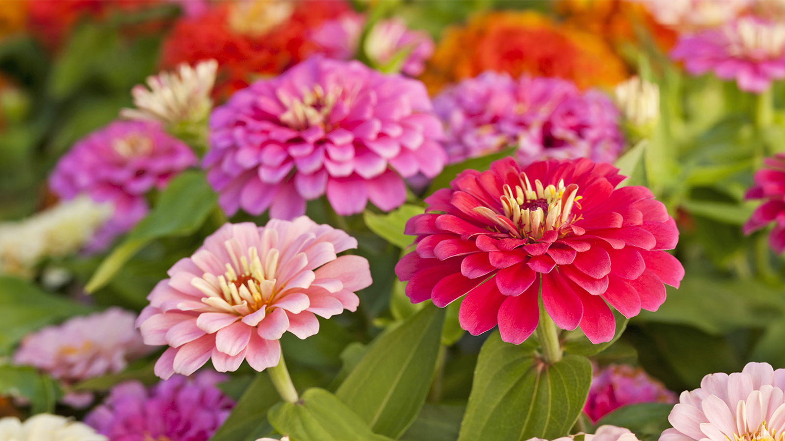 Colorful zinnia flowers in red, pink, and orange, growing in garden