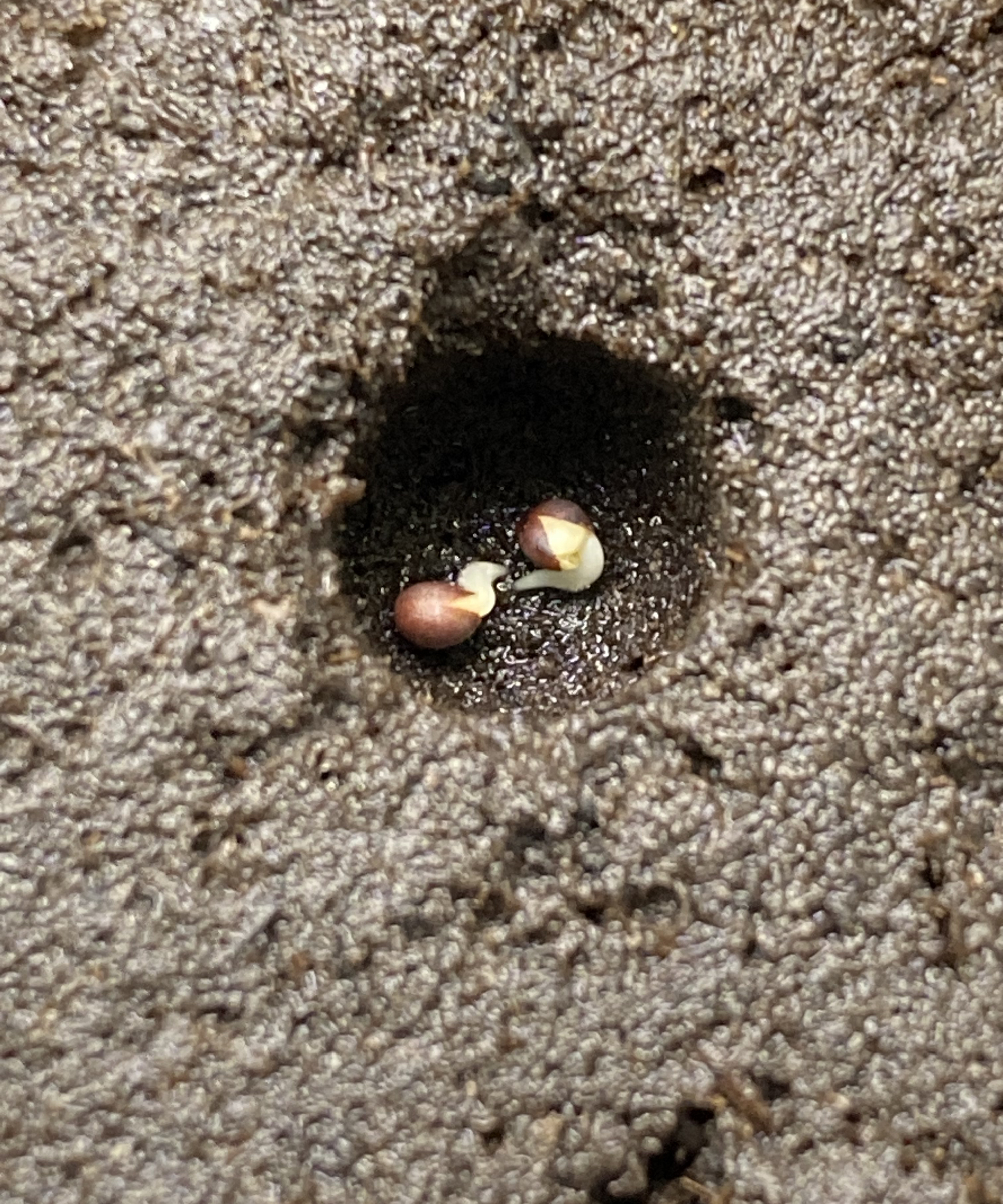 lavender seeds sprouting