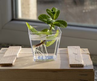 Mint cuttings in water