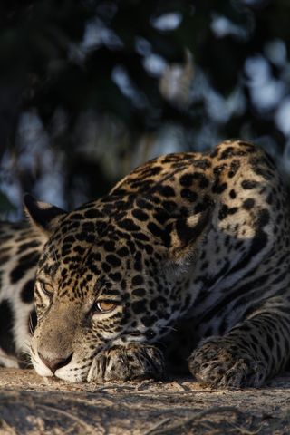 A resting jaguar in the Brazilian Pantanal.