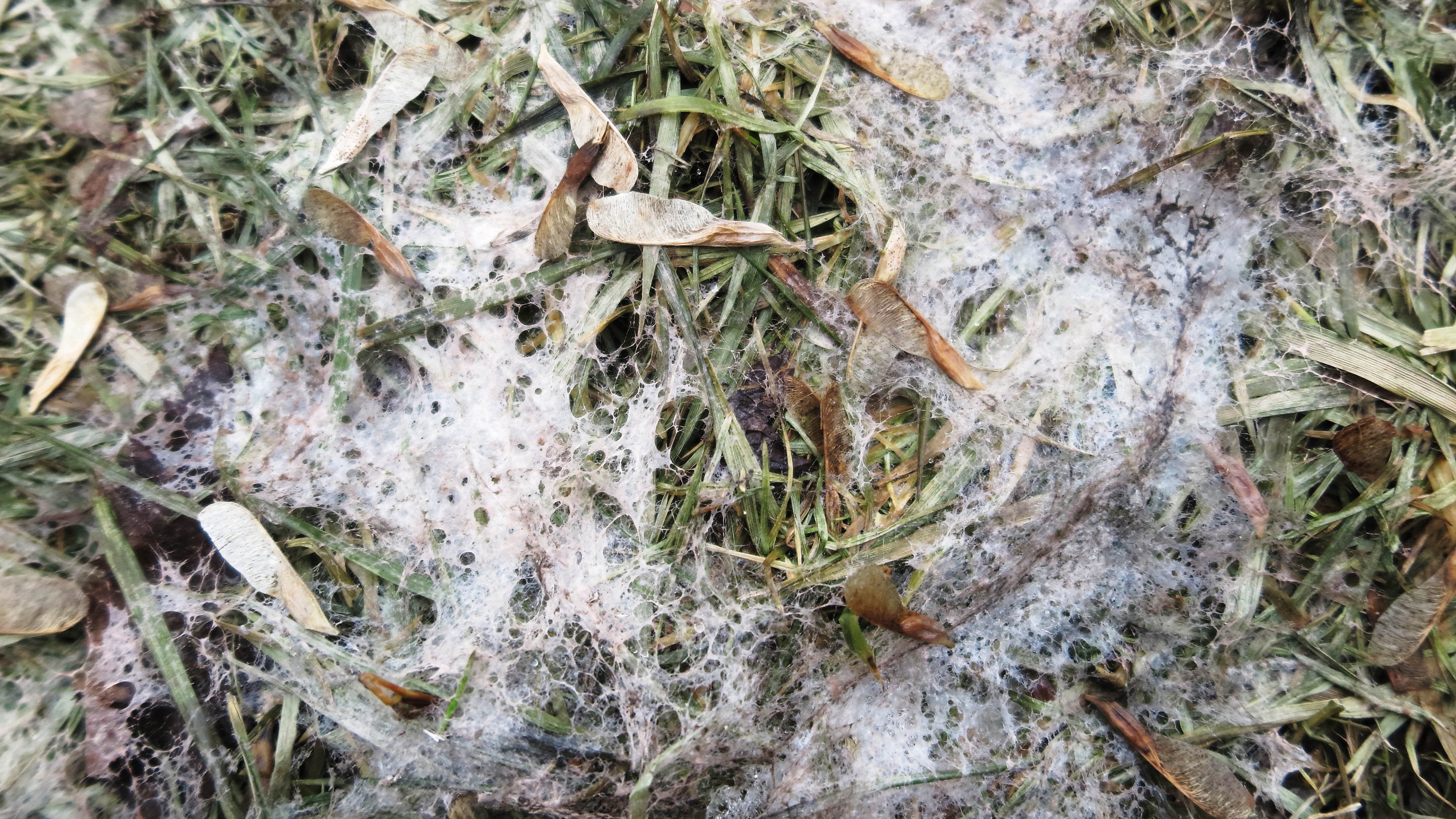 Снежная плесень на траве