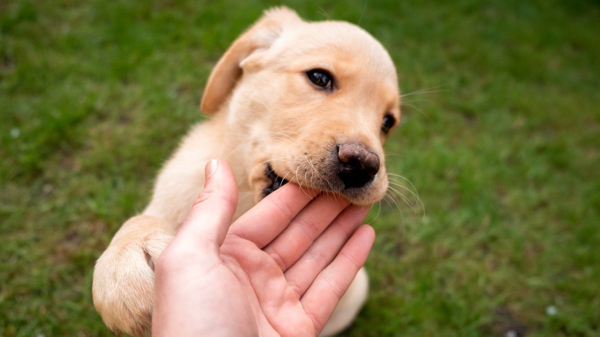 Puppy mouthing person&#039;s hand