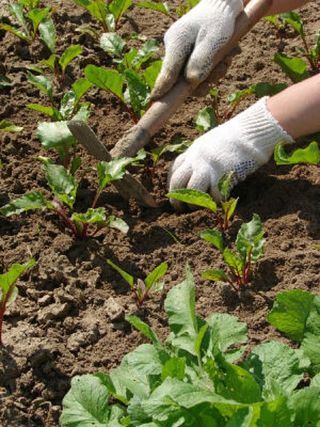 organic gardening work