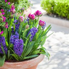 hyacinths in container in front garden