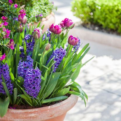 hyacinths in container in front garden