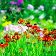 Warm coloured Helenium flowers (Sneezeweed) with background of other late summer flowering perennial plants in a country garden.