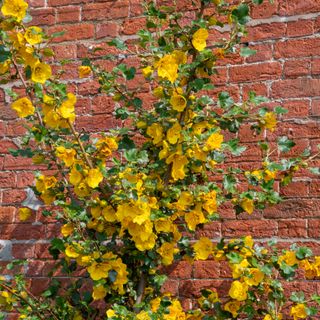 Fremontodendron or flannel bush growing next to brick all with yellow flowers