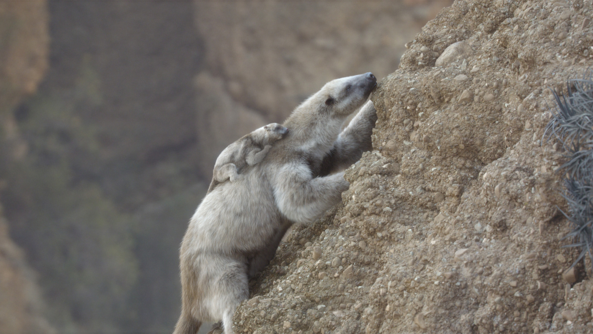 A climbing sloth in Prehistoric Planet: Ice Age.