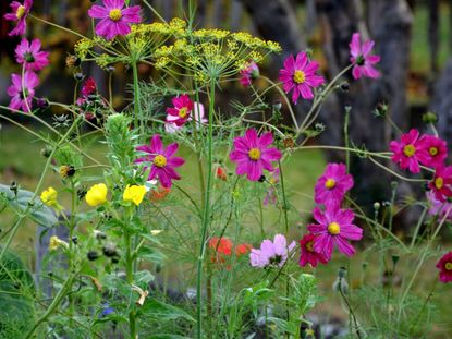 Cosmos And Colorful Companion Plants