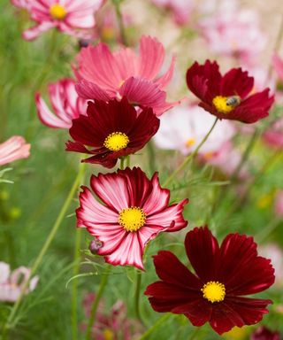 Cosmos bipinnatus Velouette flowers