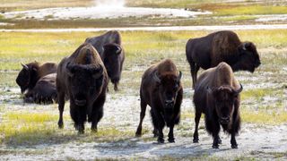 Bison herd at Yellowstone National Park