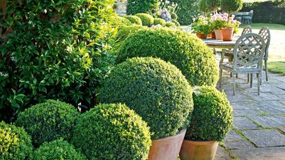 evergreen topiary in pots