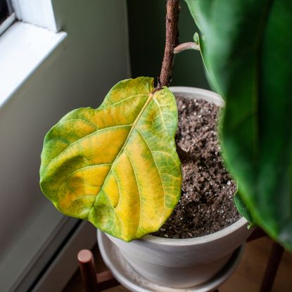 fiddle leaf fig with yellow leaf