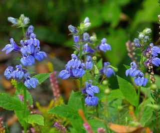 blue cardinal flower in bloom