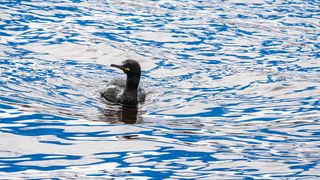 A bird swimming in the blue water