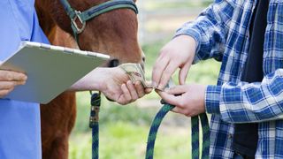 Paying for horse