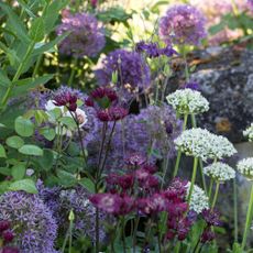 Purple and white allium flowers growing in garden