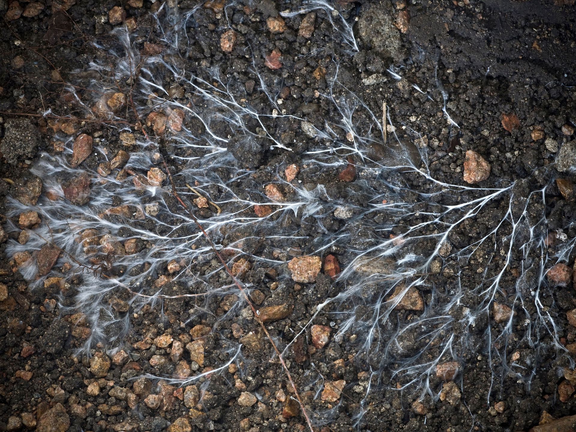 How to boost soil nutrients for the good of your backyard – and the planet 8 mycorrhizal fungi