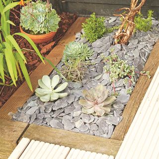 Succulents in stones inset into decking edging