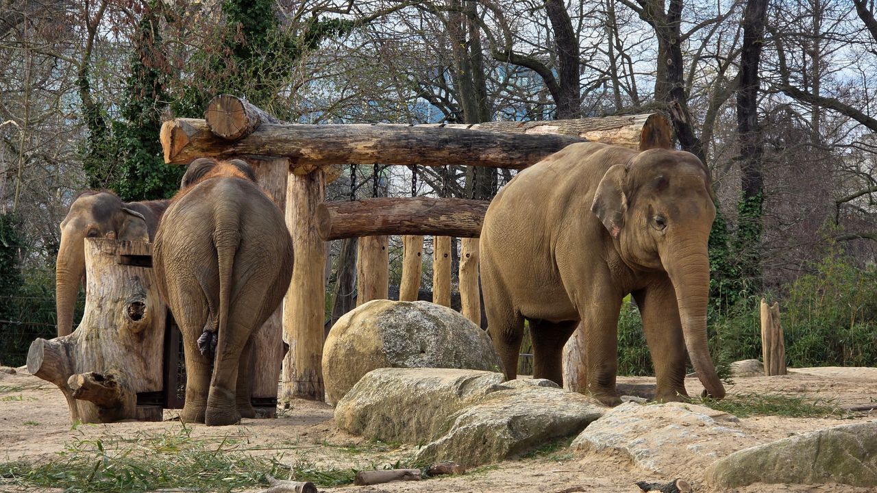 A selection of photos of animals taken at Berlin Zoo on the iPhone 16 Pro Max and Samsung Galaxy S25 Ultra