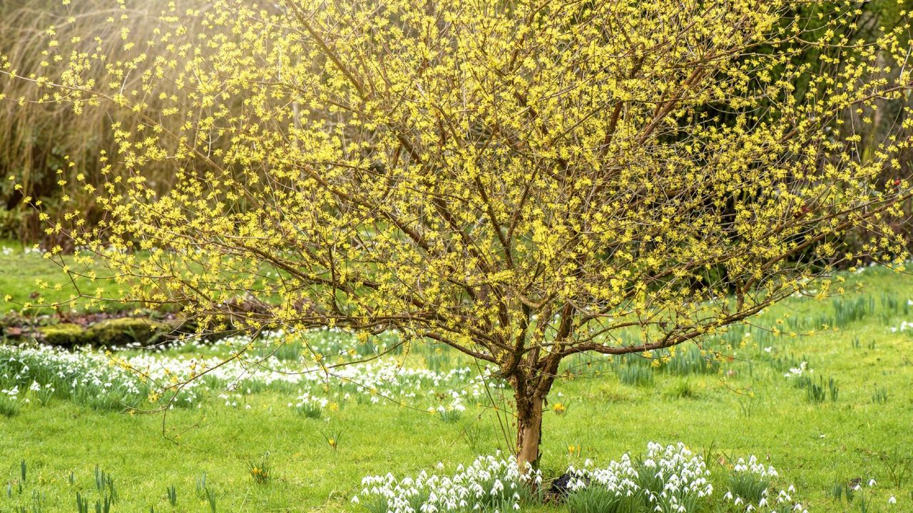 Yellow flowers on a winter hazel tree