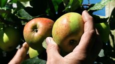 A gardener picking apples off a tree by hand