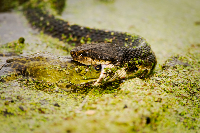 A cottonmouth (water moccasin) eating a bullfrog at Brazos Bend State Park near Houston, Texas