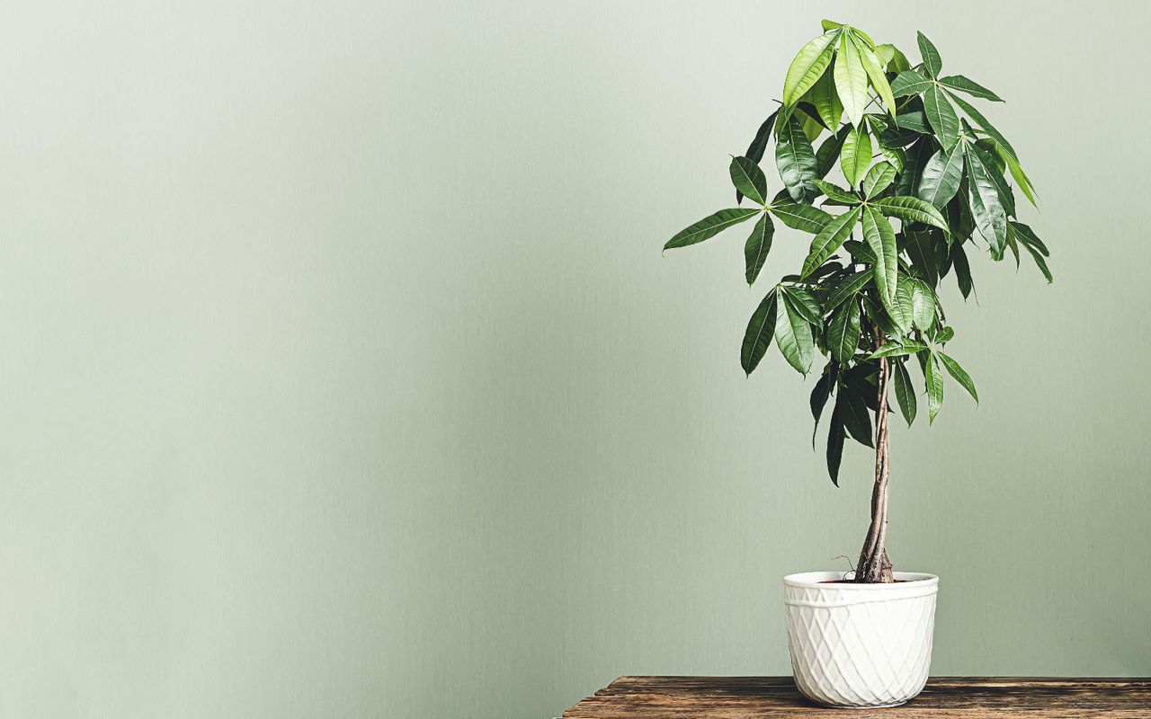 Money tree in a green-painted room